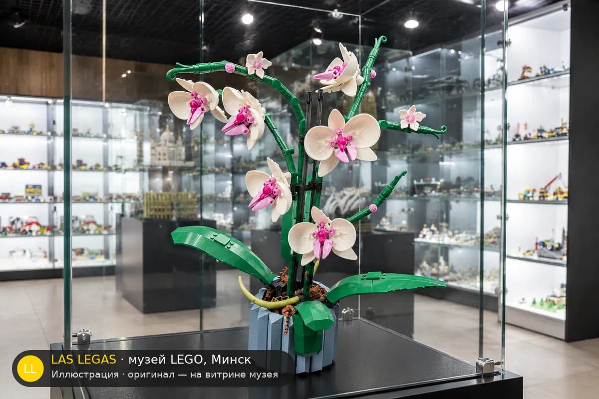 Иллюстрация: LEGO 10311 Орхидея на витрине в зале музея Las Legas